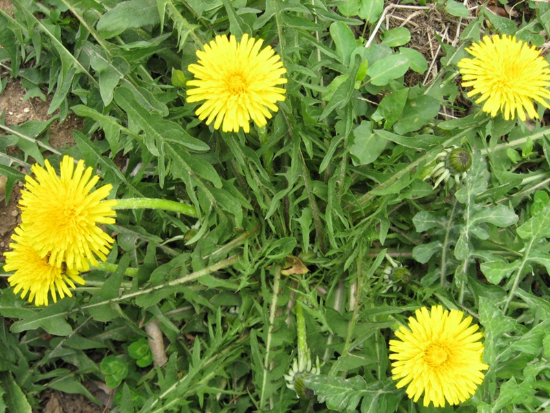 蒲公英种植技术高产,蒲公英怎样种植可高产
