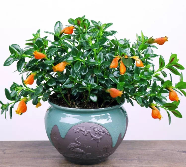 金鱼吊兰冬天怎么养最好,金鱼吊兰的冬季室内养护方法