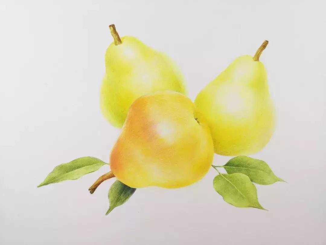 香梨彩铅画,彩铅肉肉的画法