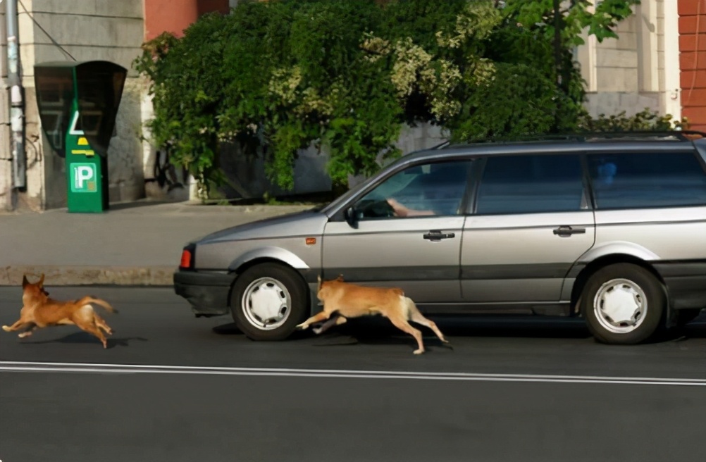 狗狗喜欢追车咬怎么纠正,狗狗喜欢追车怎么办