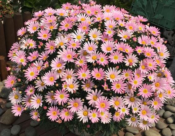 植物修剪的方法和技术要点,长寿花怎么修剪株型好看图片