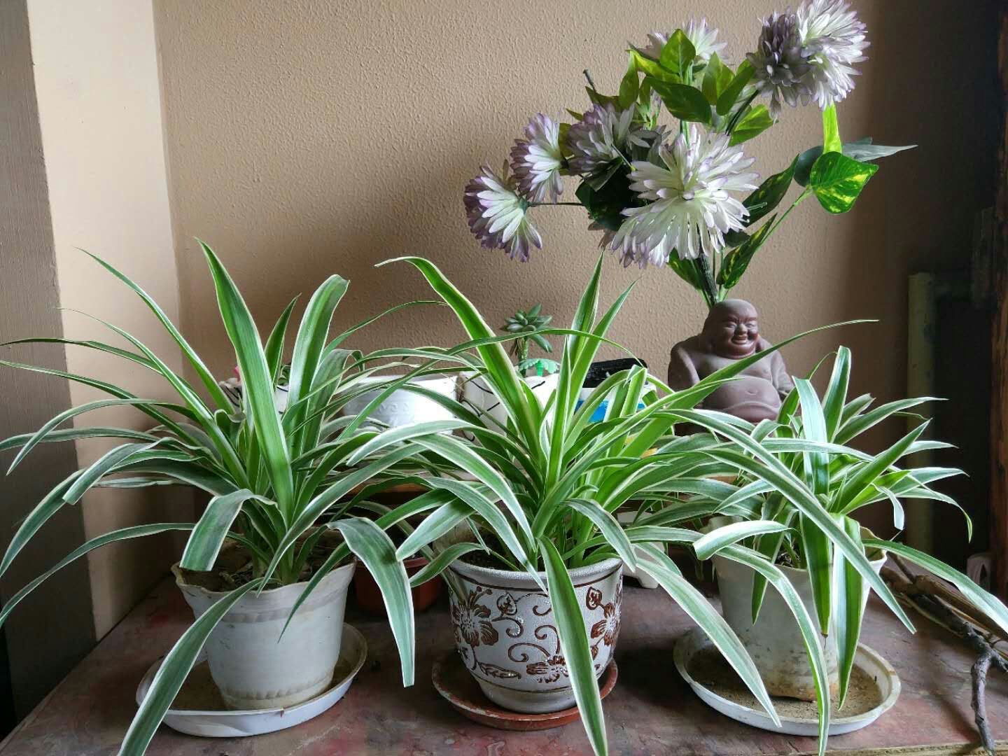 吊兰水培不剪断匍匐茎可以土培吗,吊兰干尖黄叶是什么原因