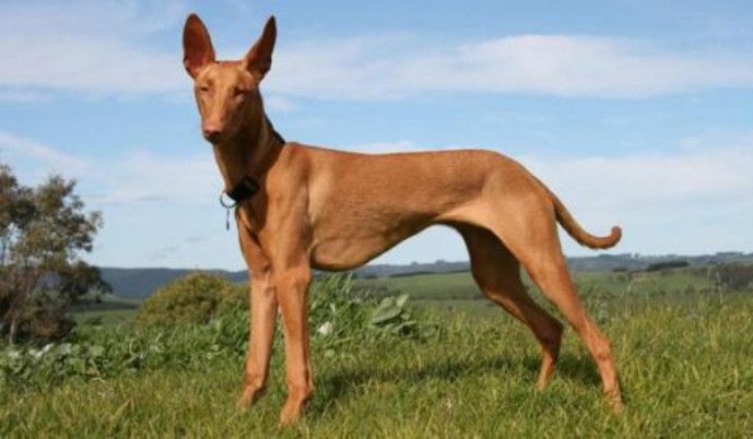 大白熊犬体味重大吗,拉布拉多和大白熊犬体味哪个大