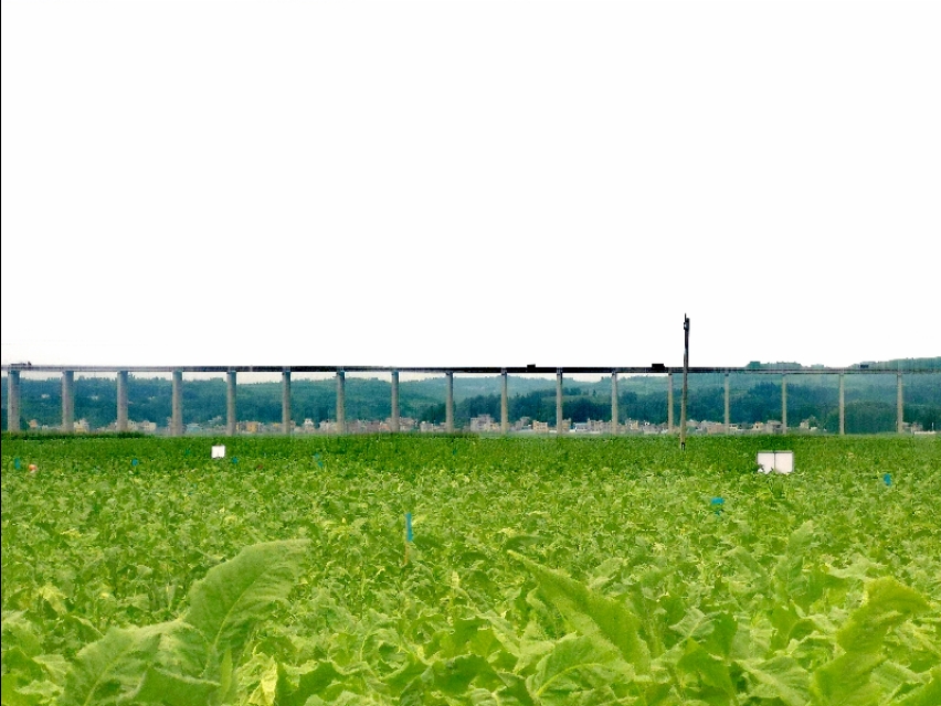 种下“绿叶子” 烤出“黄叶子” 换来“金票子”