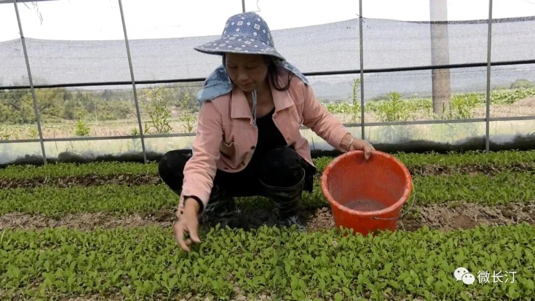 有特色接地气致富快长汀县涂坊镇激励性产业扶贫成效明显