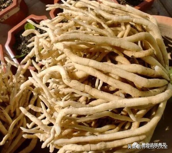 君子兰小白虫用什么家庭药处理,养了20多年的君子兰烂心了