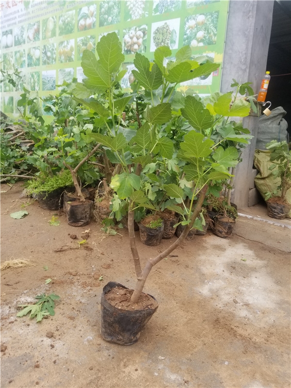 芭劳奈无花果适合哪种树形,芭劳奈无花果图片大全