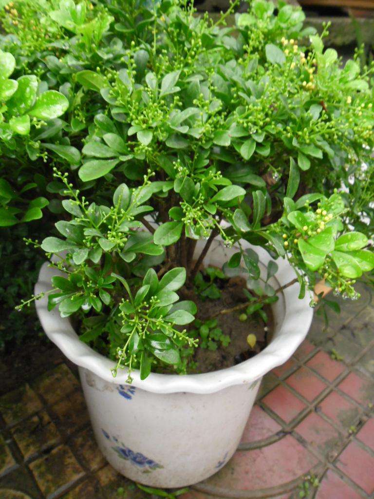 米兰花好养活吗怎么养护,米兰花容易养活吗怎么养