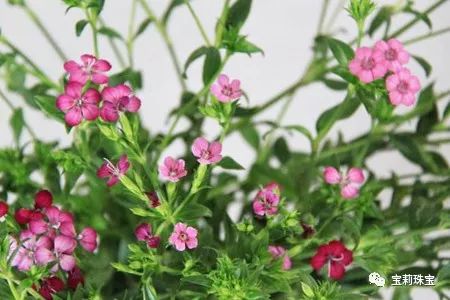 初美优选樊莉莉：相思红豆