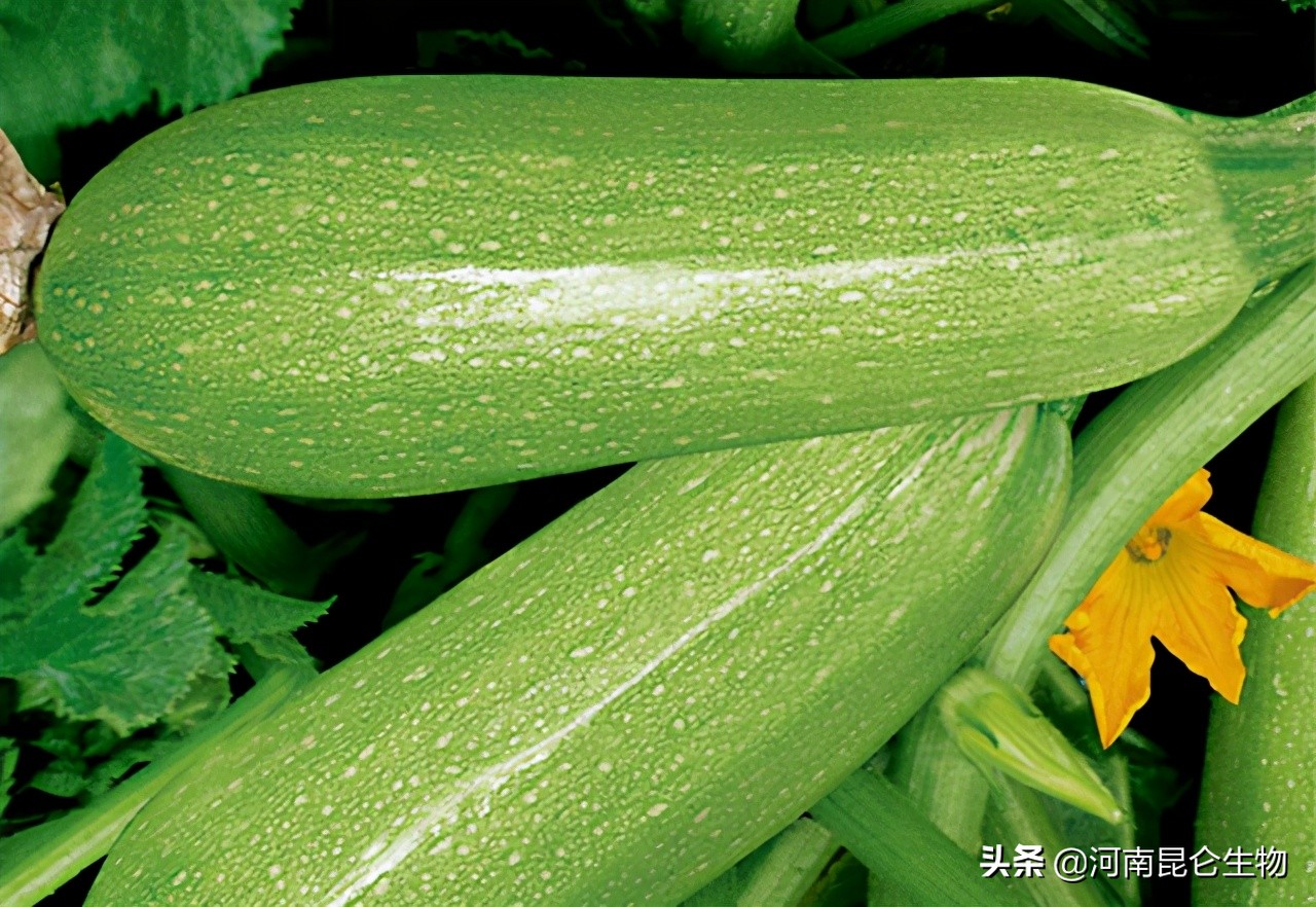 西葫芦整株叶片发黄怎么处理,西葫芦黄叶