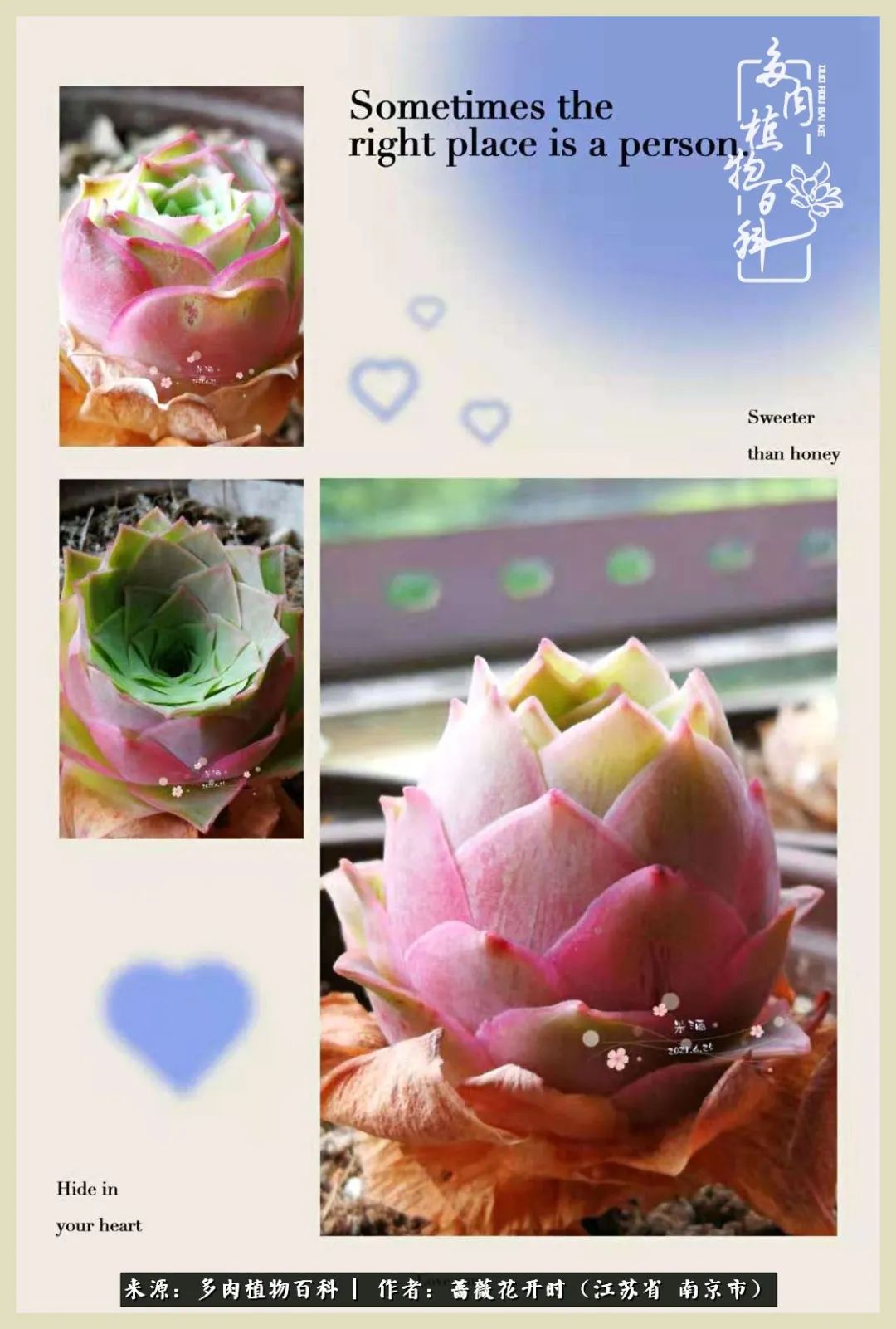 又见颜的妩媚，色的诱惑！这些山地玫瑰礼盒惊艳了眼眸