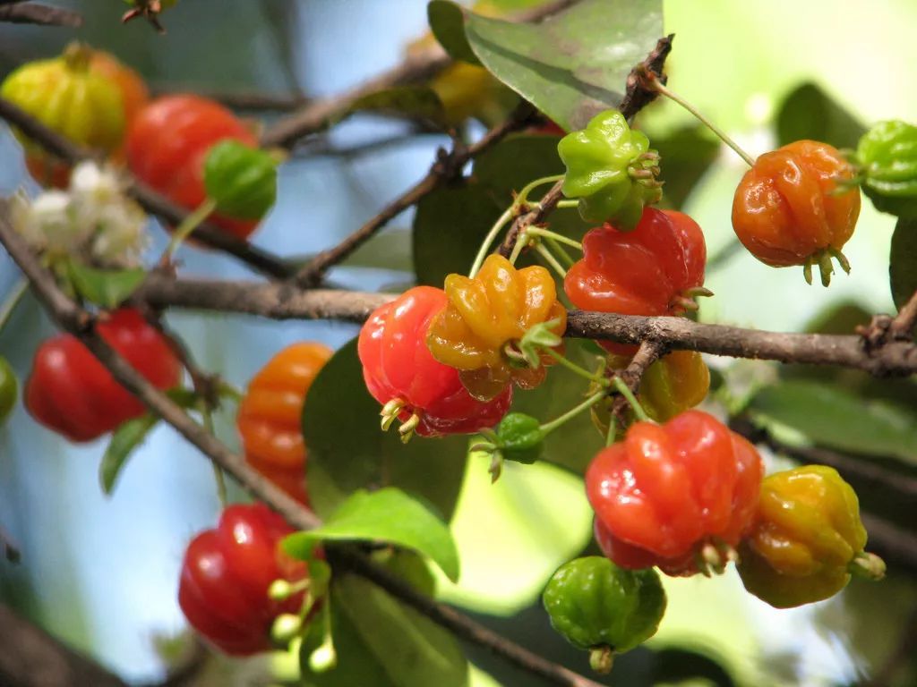 100种常见观叶植物图鉴史上最全,农村常见的100种植物