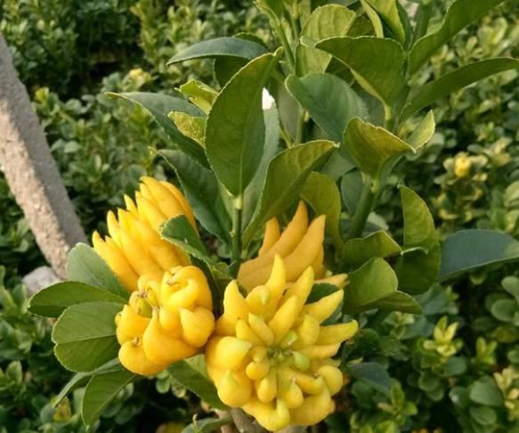 怎样才能让佛手早开花早结果,为什么佛手光长叶不开花结果