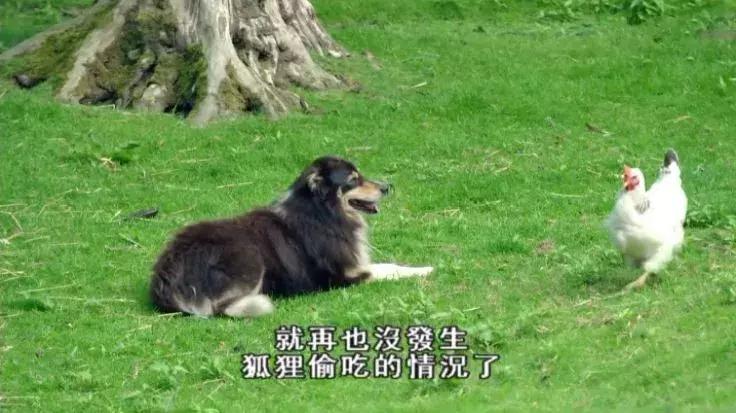 隐居深山30年以种地为生,隐居深山生活养动物