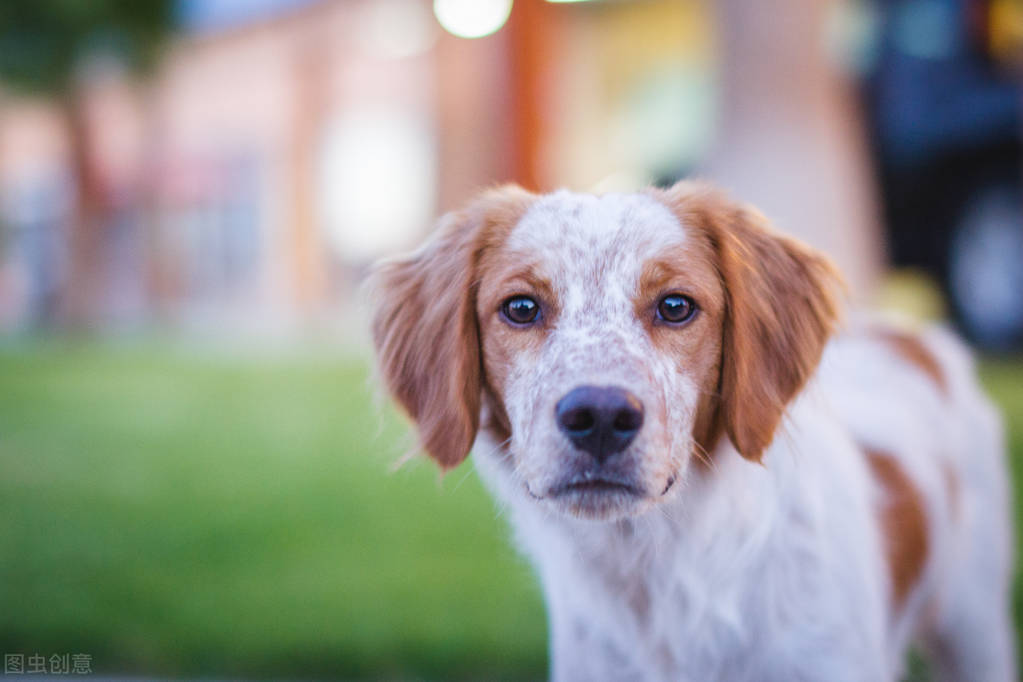 犬窝咳是不是属于感冒,犬窝咳症状不传染是什么原因