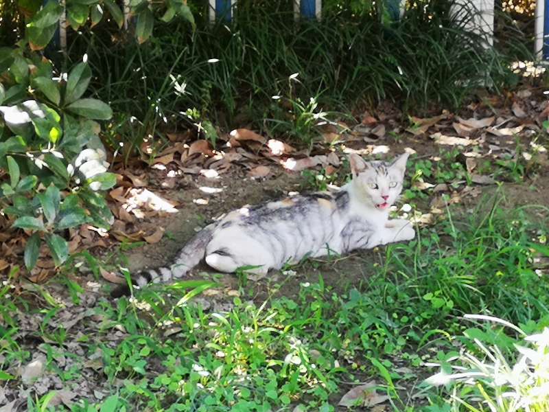 关河令朗诵视频,宋词关河令100首