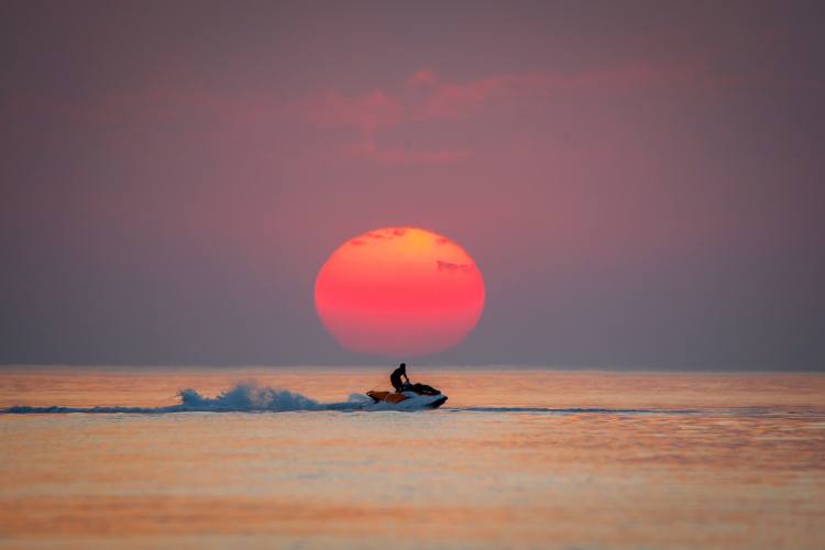 国宝是只猫！论凡尔赛，我只服土耳其
