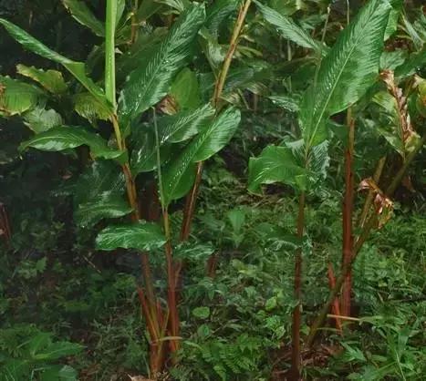 肉豆蔻和麸煨肉豆蔻区别,草果和草豆蔻烹调区别