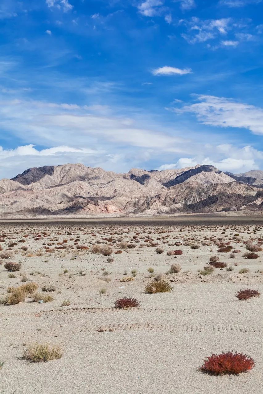 七月的青海湖美翻了,带你了解七月的青海