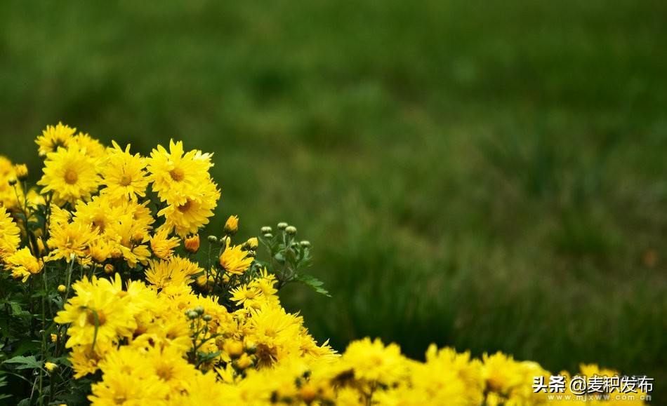 马跑泉公园有菊花展吗,庆祝菊花