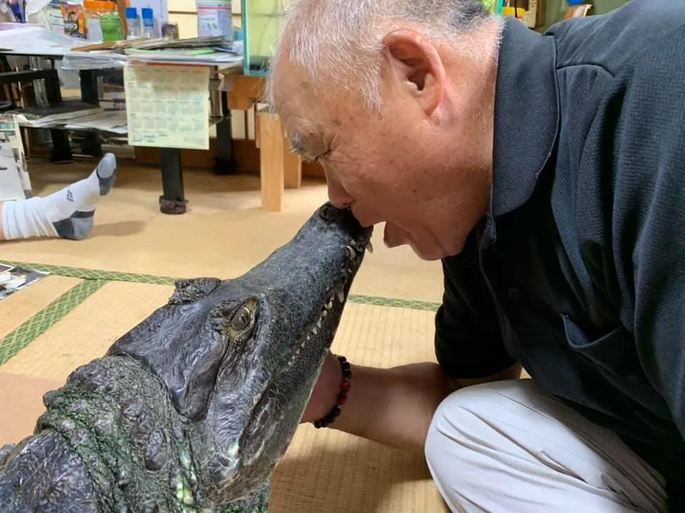 日本老人养鳄鱼当宠物,男子把鳄鱼当宠物养一天喂10斤肉