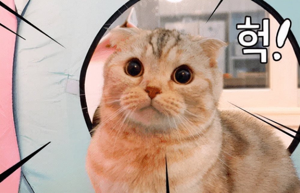 猫咪日记银点,猫咪日记猫咪耳螨严重会怎么样