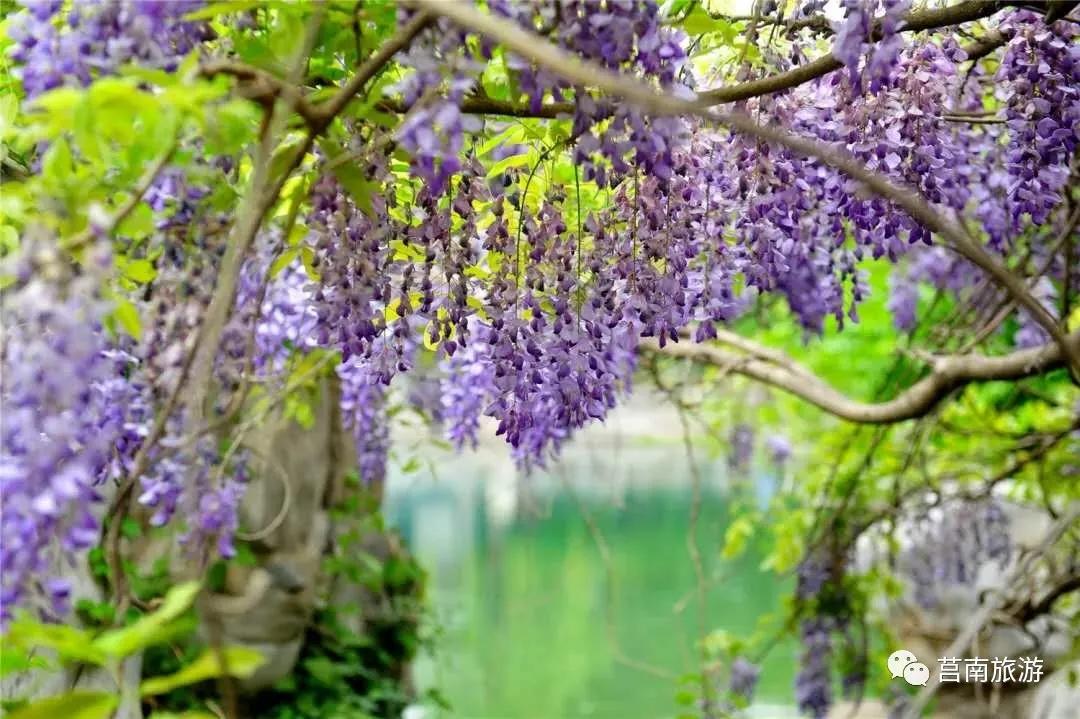 莒南自驾游免费景点大全图片,莒南春季游玩好去处推荐