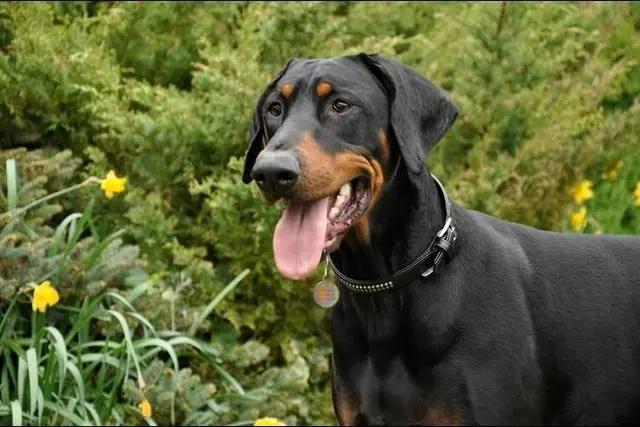 什么狗最聪明最忠诚最便宜,什么狗最聪明最忠诚智商高