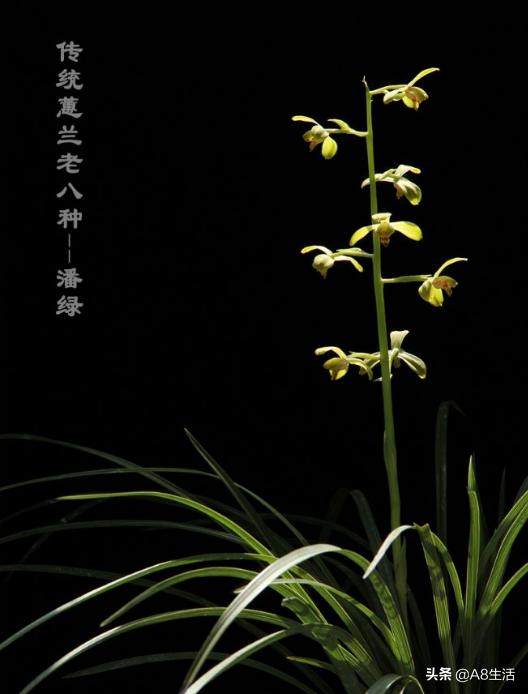 每日一品,蕙兰潘绿梅和庆华区别