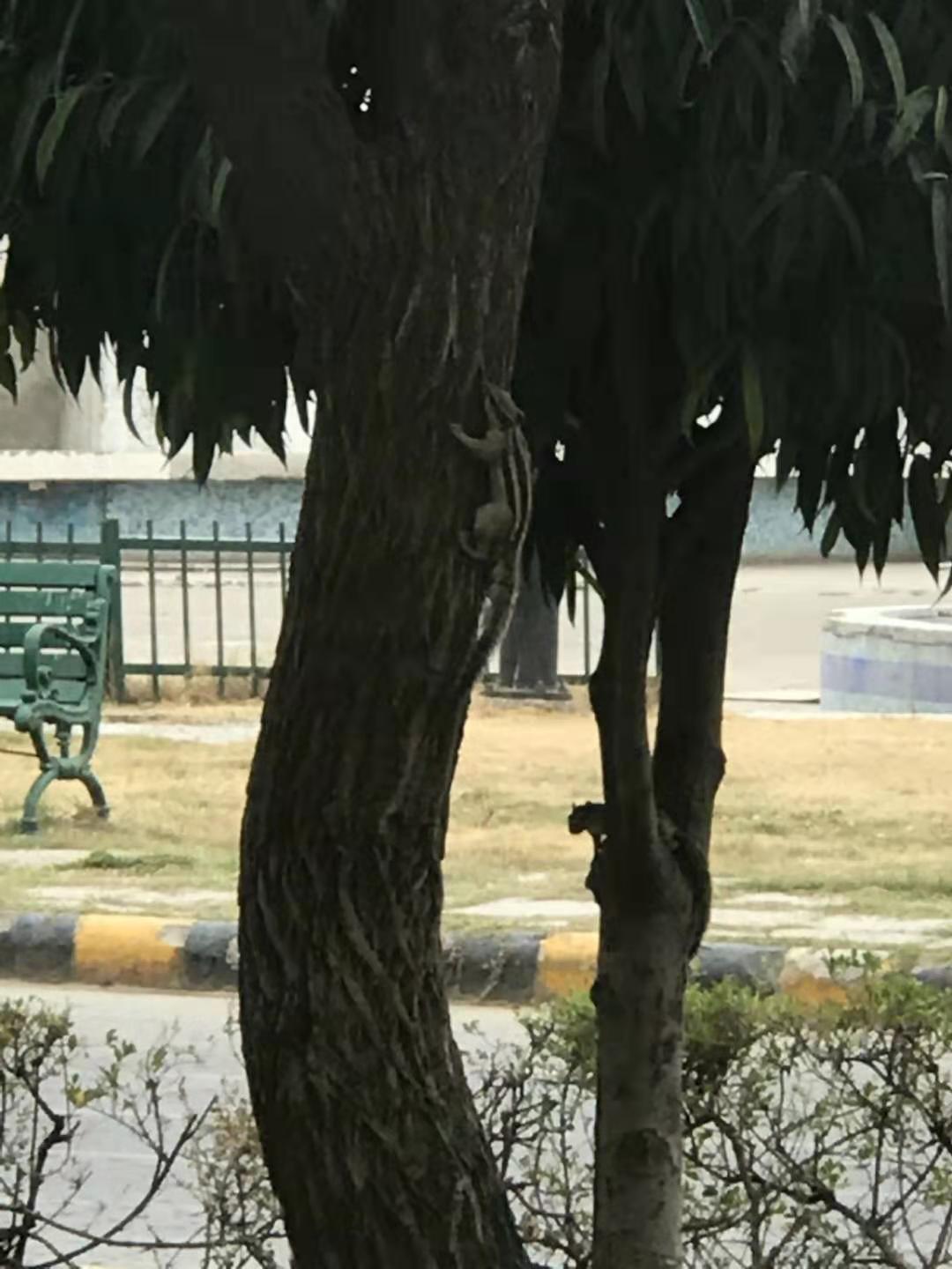 印度见闻17分钟,印度见闻2019