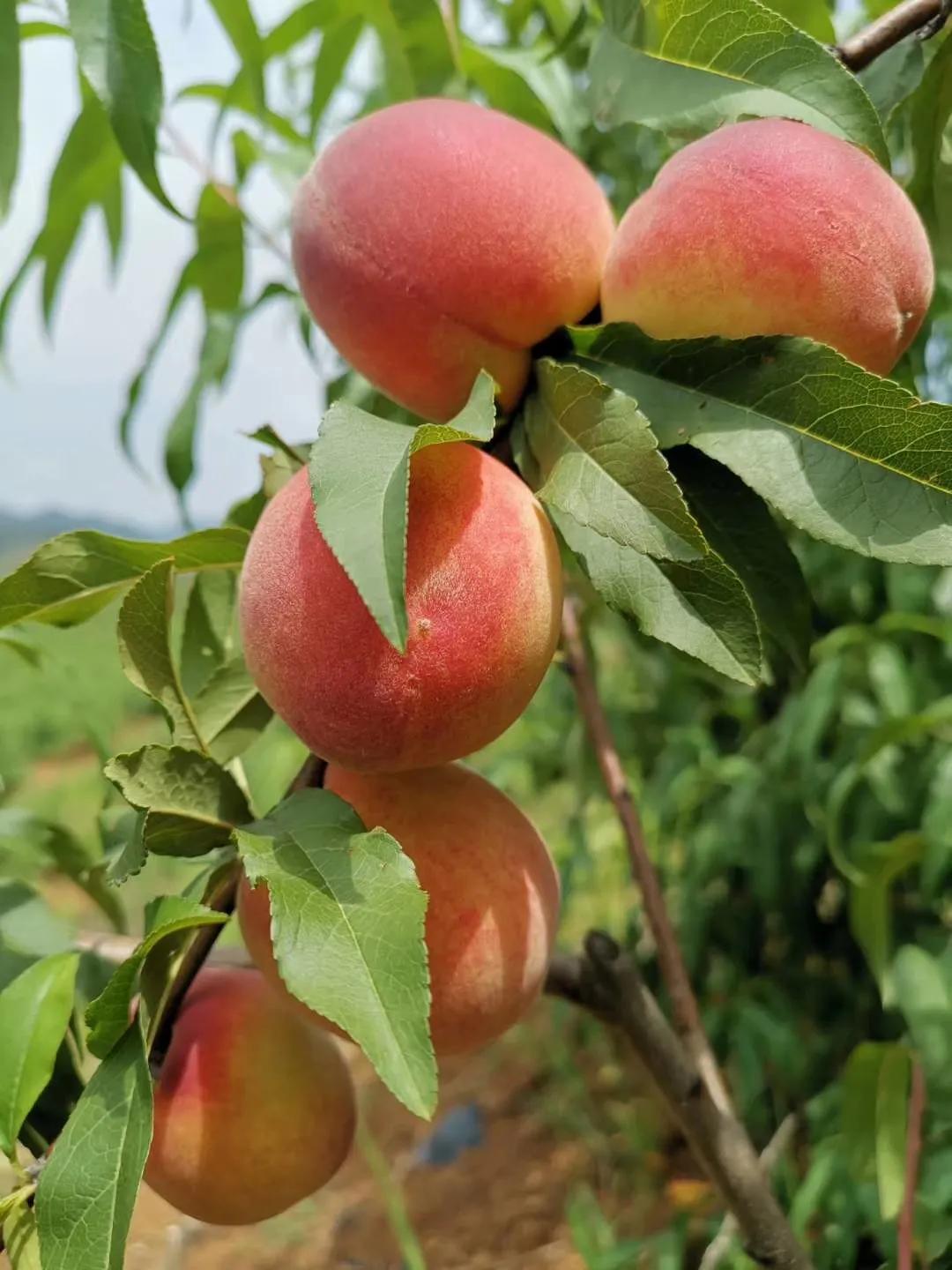 爱马仕为什么上市,爱马仕为什么是第一奢侈品