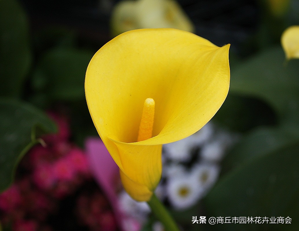 彩色马蹄莲变白色马蹄莲,彩色马蹄莲颜色掉了怎么办