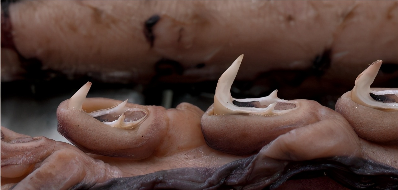 世界上最大的大王酸浆鱿有多少米,大王酸浆鱿长80米