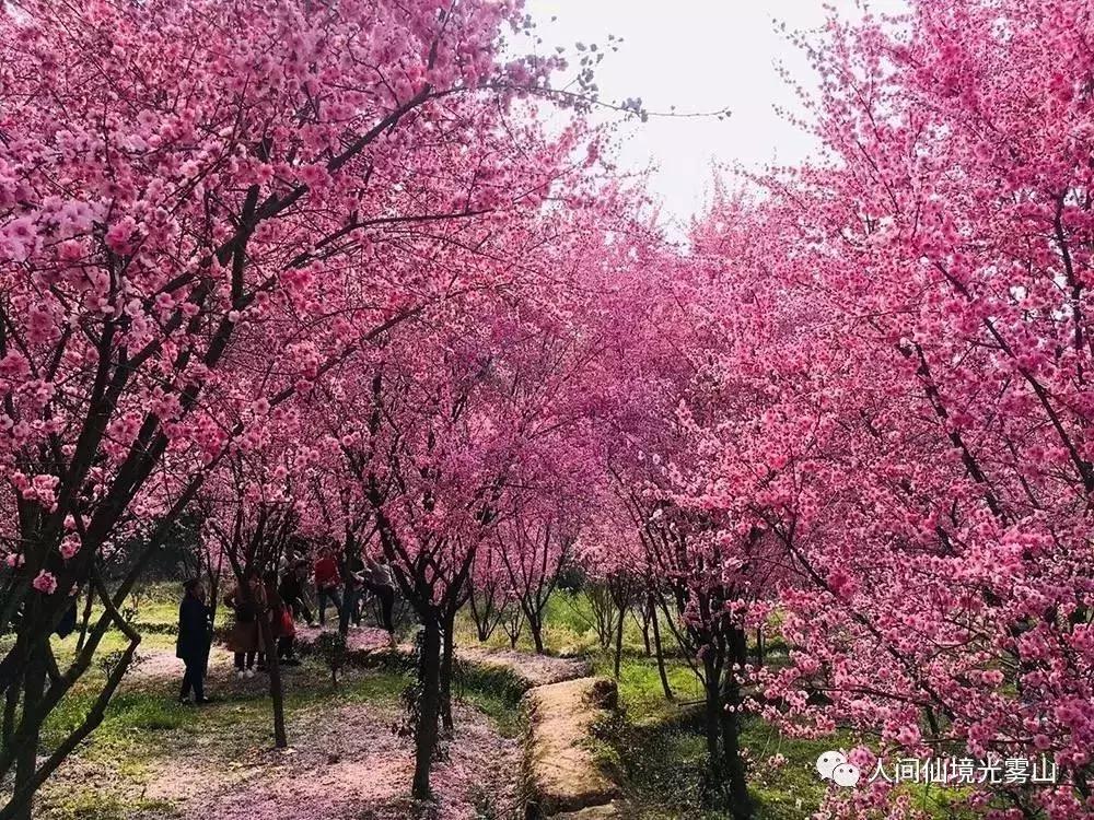 “色香味形”面面俱到！这样的南江你见过吗？