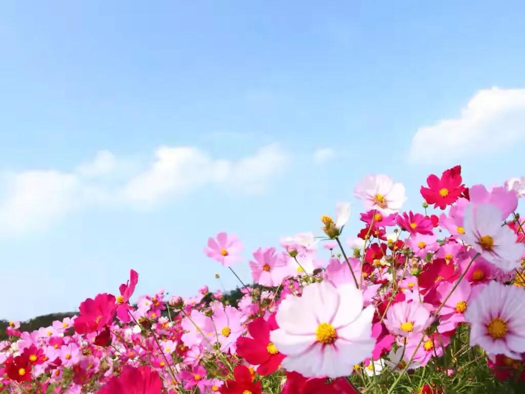 余生找一个愿意为你服软的人图片,余生找个为你服软的人背景图