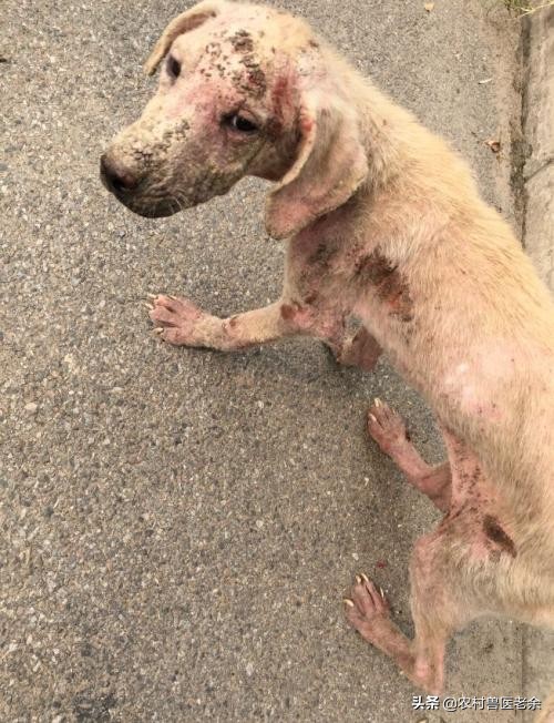 猫狗皮肤病怎么处置,宠物猫狗身上痒怎么办