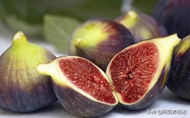 种植无花果忌讳,为什么无花果树长势旺盛而不结果