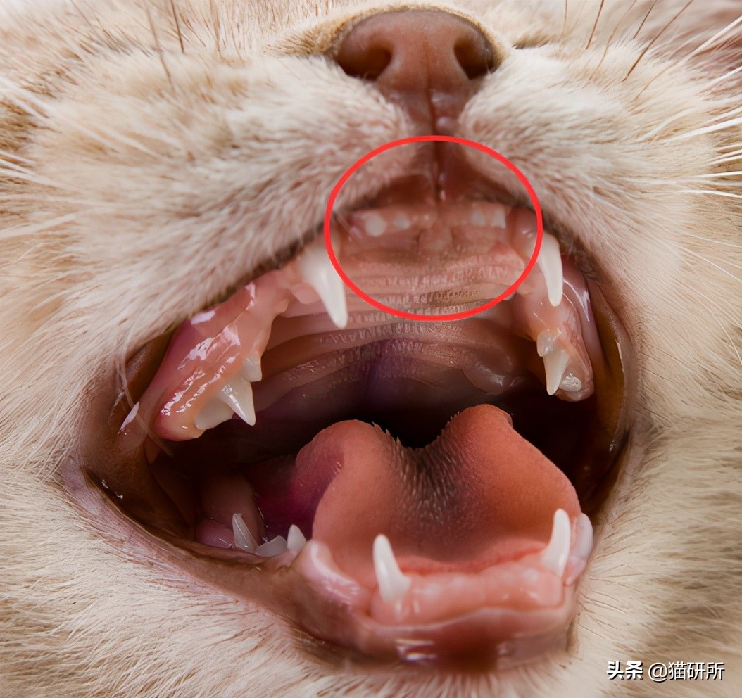 失明猫咪康复治疗,失明猫咪怎么照顾