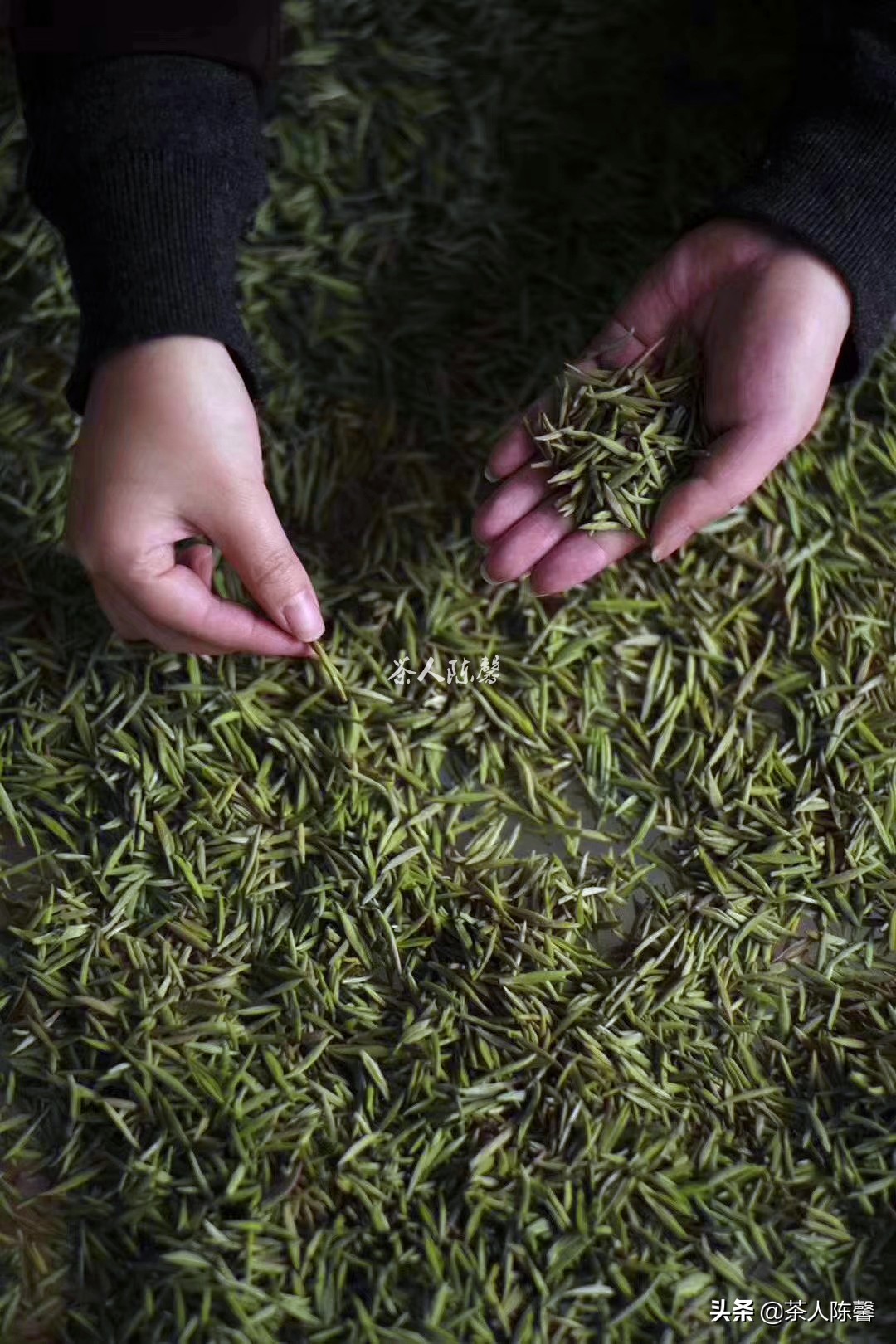 老徐谈茶金骏眉,老茶友推荐金骏眉