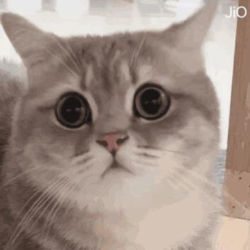 猫咪被虫子咬了不注意会流脓吗,猫咪被蚊子叮咬会怎么样