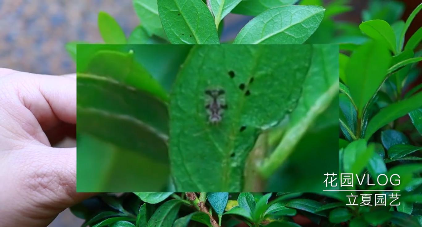 杜鹃花叶子上有黑色虫子怎么办,杜鹃花的叶子有斑点是怎么回事