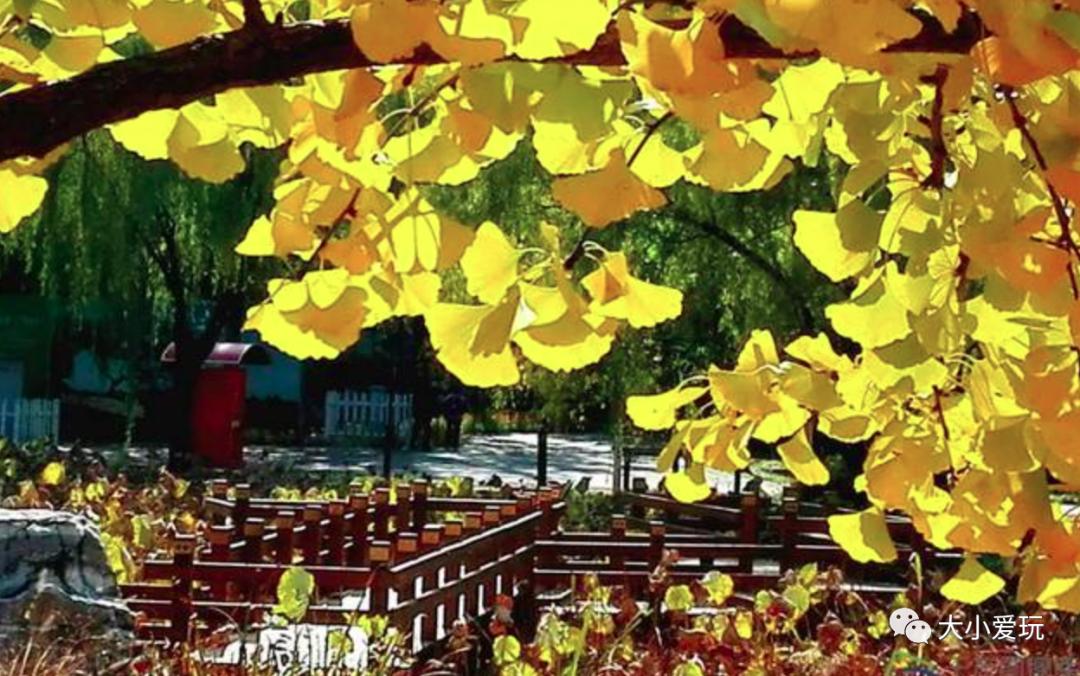 北京红螺寺银杏最佳观赏时间,北京赏银杏景区有哪些