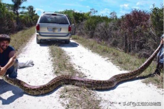 什么蛇体长超过15米,体长超过19米的蛇
