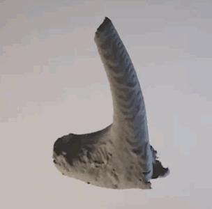 猫咪舌头上的“倒刺”其实是吸管？