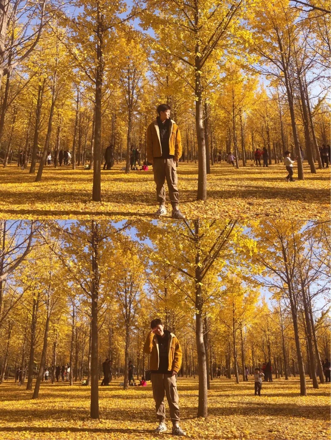 黄了！山东爆火的“银杏林”，千余亩的曼妙绝伦，只等你来！