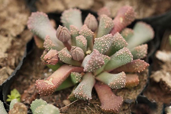 多肉天女属，用美丽的名字诱惑你买，用奇特的长相颠倒你的审美！