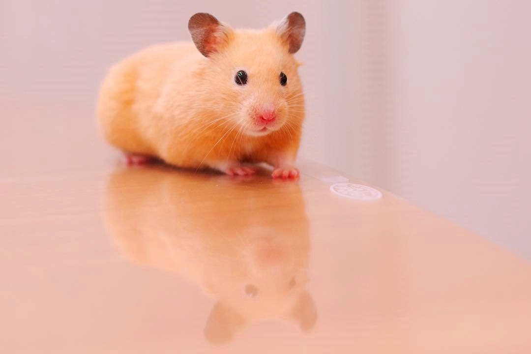 小仓鼠被抓在笼子里啦,仓鼠走迷宫爬墙被抓回去