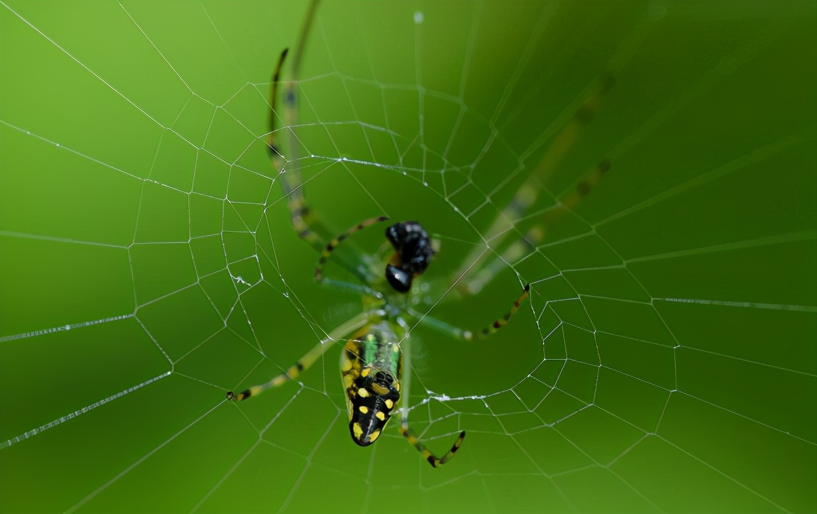 算命说家中有喜鹊代表什么,3只喜鹊在风水上代表什么