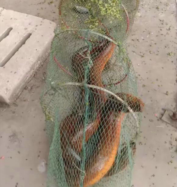 野外徒手抓巨型鳝鱼,广西人捕捉十多斤黄鳝