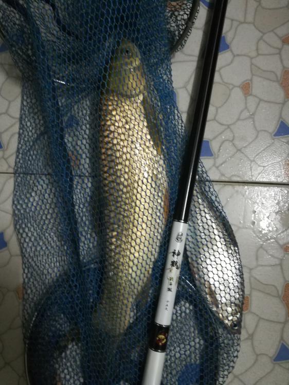 本汀神鹤战斗8.1测试,本汀神鹤爆强硬测评科学钓鱼